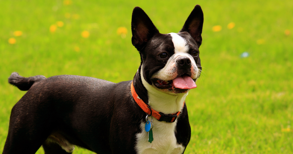 Is the Boston Terrier Right for You? Read This Before